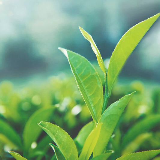 Green Tea - Aroma Para Difusores Profesionales