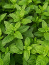 Mint Energy - 3 Meses de Fragancia